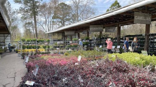 4 Garden Trends as Seen Through a Plantsman’s Eyes