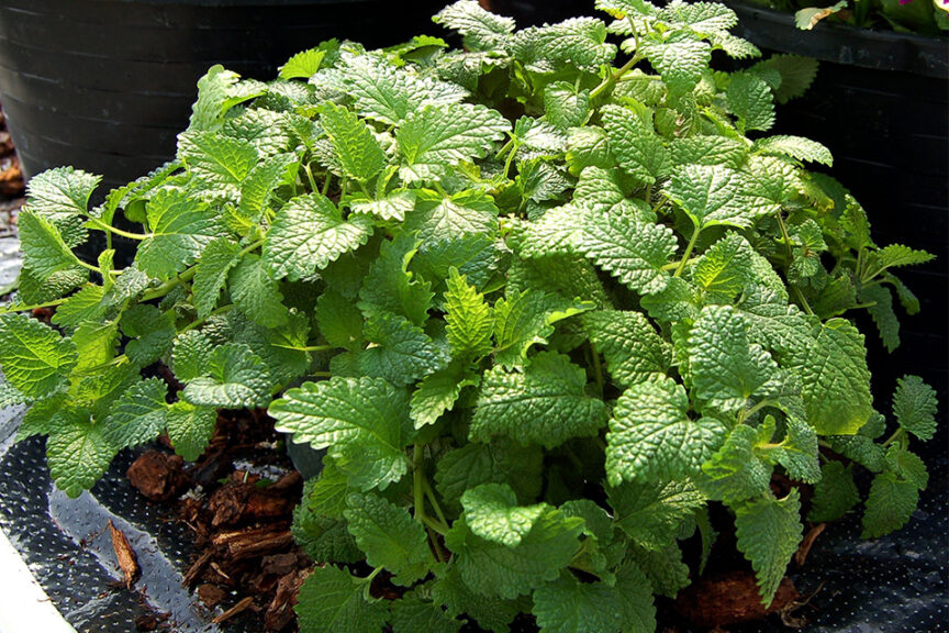 Melissa officinalis ‘Limoncello’ (Hem Genetics)  