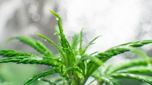 How a Clean Stock Program Can Help Prevent Viroid Spread in Cannabis