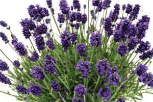 La Diva Lavender Program (Dümmen Orange) 