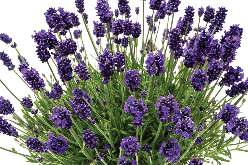 La Diva Lavender Program (Dümmen Orange) 