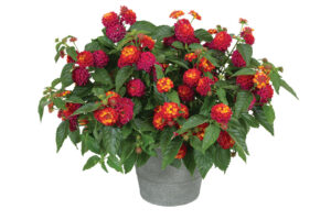 Lantana Heartland Series (Dümmen Orange) 