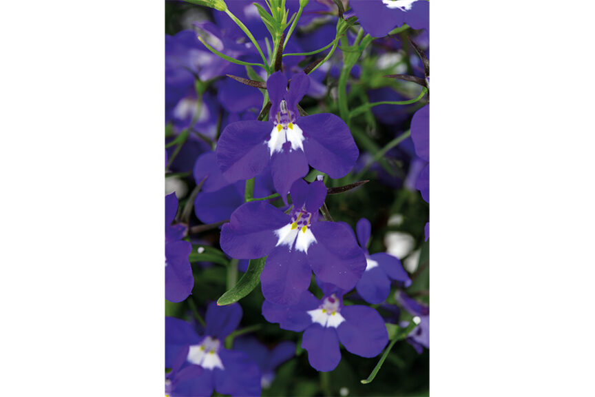 Lobelia ‘Hot + Dark Blue with Eye’ (Westhoff) 