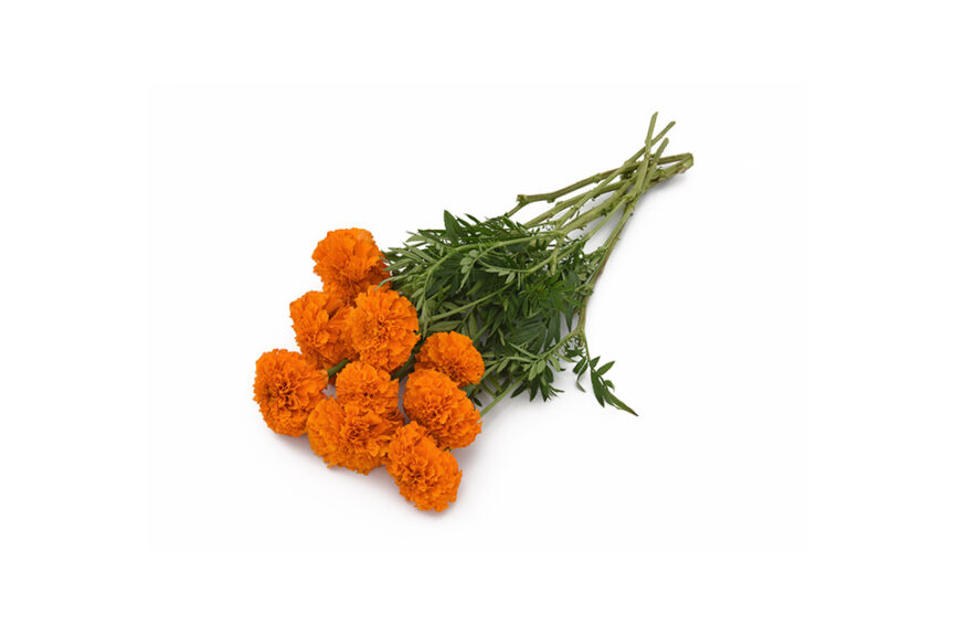 Marigold ‘Xochi Orange’ (BloomStudios) 