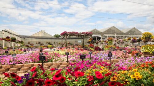 A Closer Look at the 2021 Michigan Garden Plant Tour