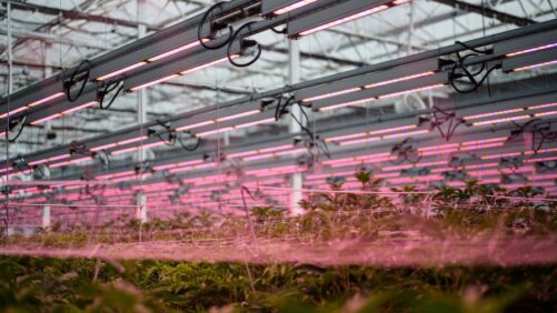 Matching Your Cannabis Growing Facility to Your Location
