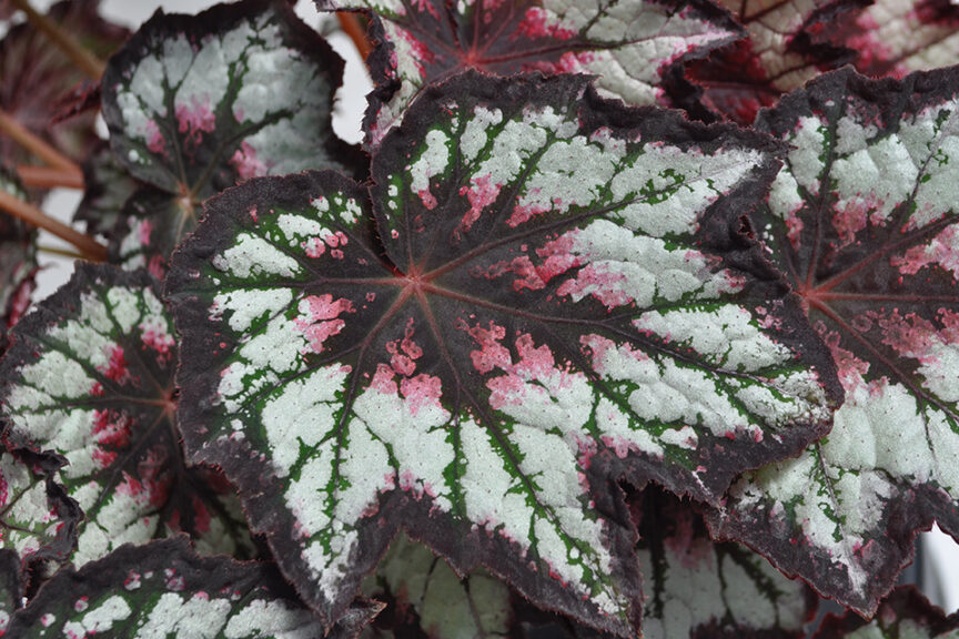 Begonia ‘Rex Bewitched Night Owl’ (Green Fuse Botanicals) 