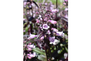 	Penstemon ‘Dakota Burgundy’ from Terra Nova Nurseries