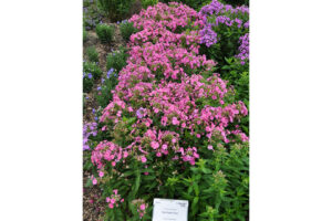 	Phlox Ka-Pow series from Darwin Perennials