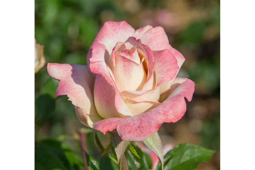 ‘Pinkerbelle’ (Star Roses and Plants)