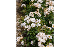 Rosa ‘It's a Breeze White' (Southern Living and Sunset Western Plant Collections) 