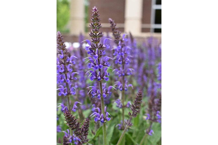 	Salvia ‘Blue by You’ from Darwin Perennials