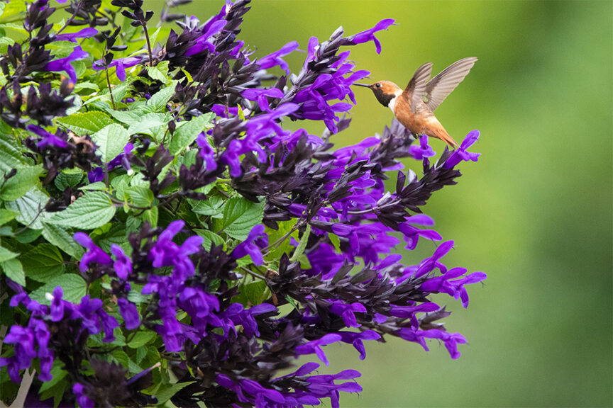 Salvia ‘Hummingbird Falls’ (Dümmen Orange) 
