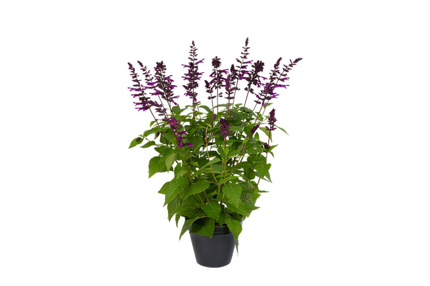 Salvia Salgoon Series – Five New Colors (HilverdaFlorist) 