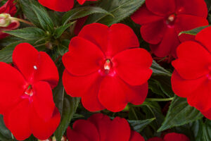 Interspecific New Guinea Impatiens Spectra Series (Syngenta Flowers)  