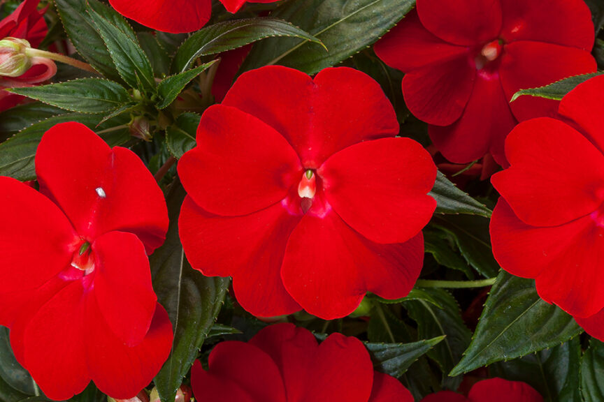 Interspecific New Guinea Impatiens Spectra Series (Syngenta Flowers)  