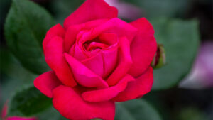 ‘Sweet Spirit’ (Star Roses and Plants)