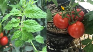 Major Advancement in Fight Against Tomato Brown Rugose Fruit Virus