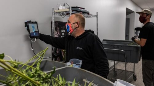 The Latest Updates in Cannabis Trimming Innovations