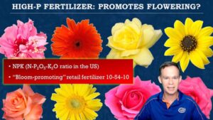 5 Tips on the Best Use of Phosphorus in Your Greenhouse Crops