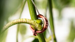 An Environmentally Friendly Clip for Greenhouse Vegetables