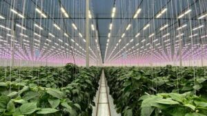 Exploration on To Shine More Light on Optimized Greenhouse Growing