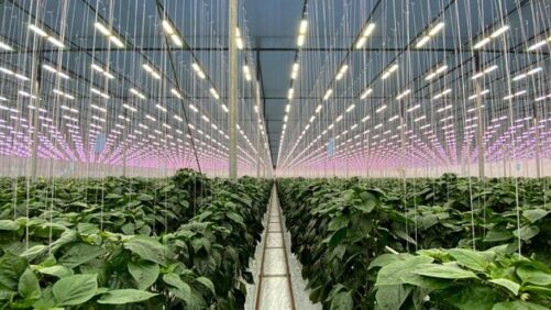 Exploration on To Shine More Light on Optimized Greenhouse Growing