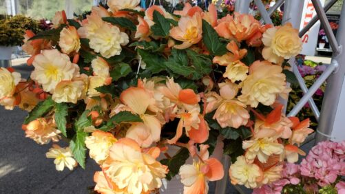 More Plant Favorites From Allan Armitage During 2021 California Summer Trials