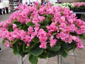 Begonia 'Fiona Pink' (American Takii)