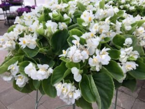 Begonia 'Fiona White' (American Takii)