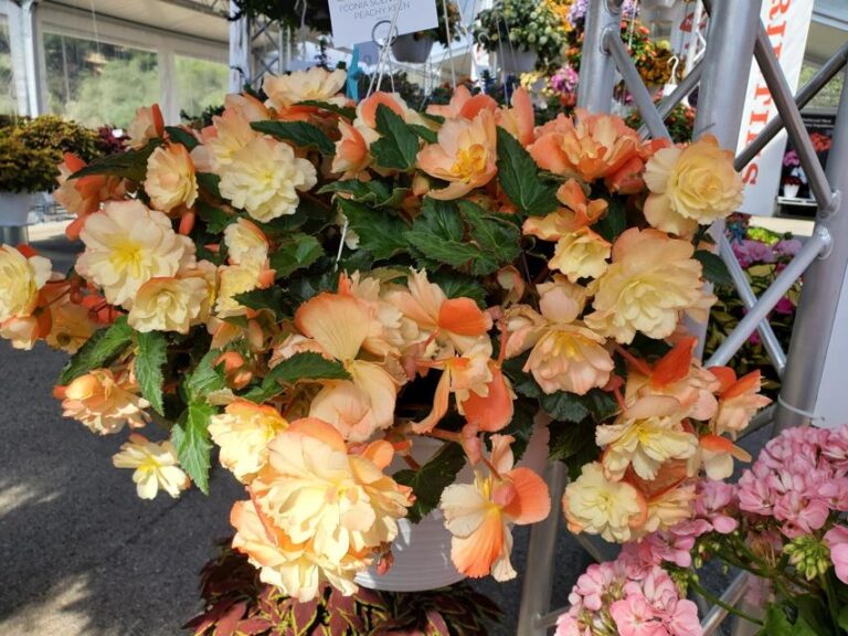 Begonia 'I'Conia Peachy Keen' (Dümmen Orange)