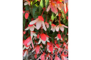 Begonia ‘Waterfall Bicolor’ (Beekenkamp) 