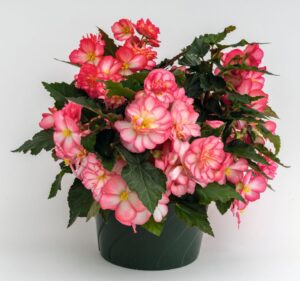 Begonia ‘Nonstop Joy Rose Picotee’ (Ernst Benary of America)