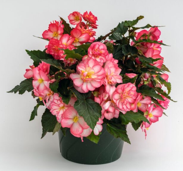 Begonia ‘Nonstop Joy Rose Picotee’ (Ernst Benary of America)
