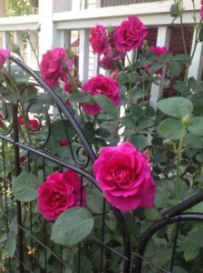 Brindabella Roses (Suntory Flowers) 