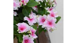 New Potted Plants, Hanging Baskets, and Combination Containers to Expect at California Summer Trials