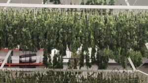 Why Cannabis Drying Is Essential to Maintaining Quality