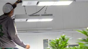 How LED Lighting Can Boost Sustainability and Profits in Cannabis