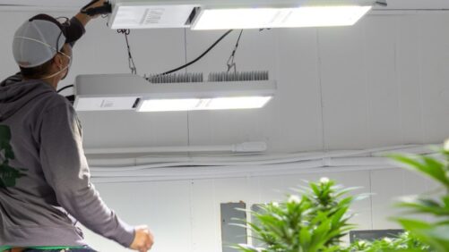 How LED Lighting Can Boost Sustainability and Profits in Cannabis
