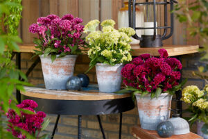 Celosia Kelos Lunar Series: Magenta, Pink, Yellow (Beekenkamp) 