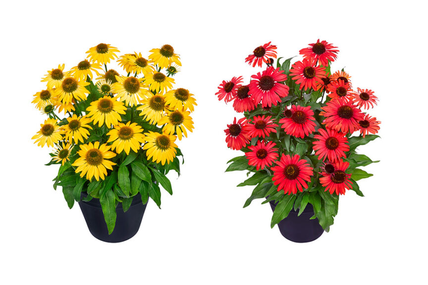 Cheerful and Devotion in the Echinacea MOOODZ Series (HilverdaFlorist) 