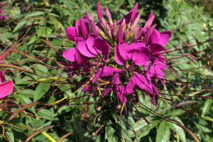 Cleome Sparkler 2.0 Series (Syngenta Flowers)  