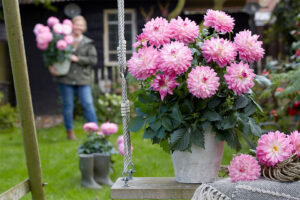 Dahlia ‘Labella Gigante Fun Pink’ (Beekenkamp) 