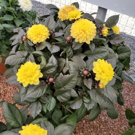 Dahlia ‘Maggiore Fun Chocolate Yellow’ (Beekenkamp)