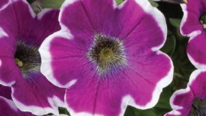 Danziger, Hem Genetics Launch Videos Highlighting New Plant Variety Introductions