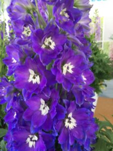 Delphinium ‘Delgenius Glitzy’ (Pacific Plug & Liner)