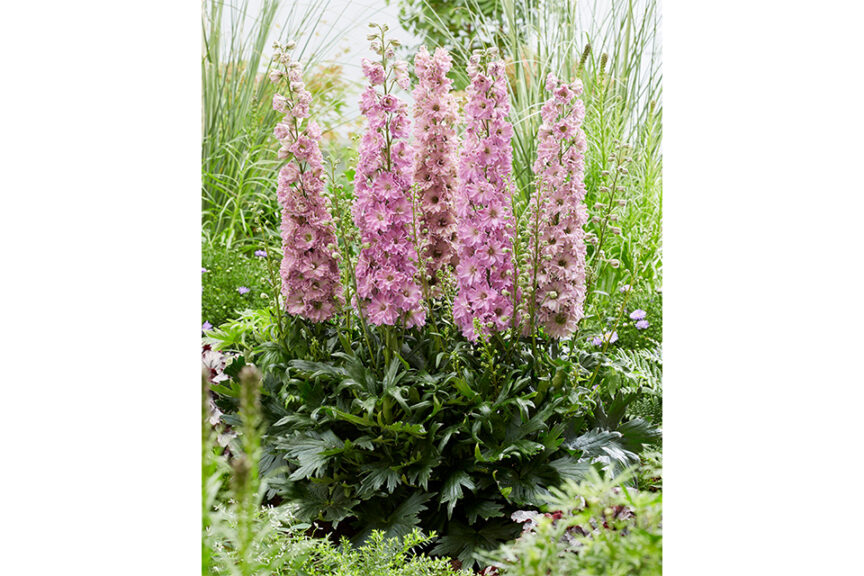 Delphinium Delgenius Series (Pacific Plug & Liner)  