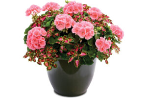 Better Together Combination Program (Dümmen Orange) 