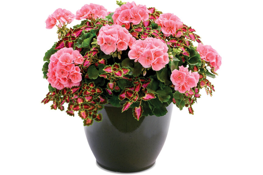 Better Together Combination Program (Dümmen Orange) 