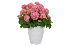 Geranium ‘Big EEZE Sakura’ (Dümmen Orange)